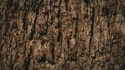 Pattern of dried dark brown bark wood.Cracked wood texture big tree surface.Template for...