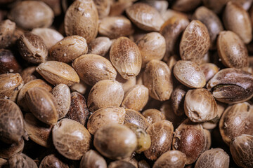 Marijuana seeds in a big pile. Hemp seeds