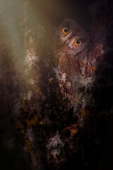 Owl. Wildlife photography with impressive lighting. Scops owl. Dark nature background. 