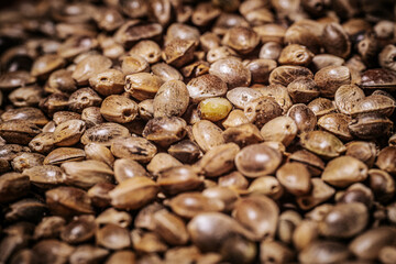 Marijuana seeds in a big pile. Hemp seeds