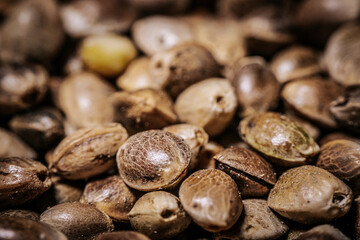 Marijuana seeds in a big pile. Hemp seeds