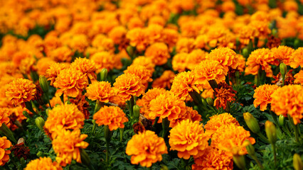 Lots of beautiful  marigold flowers (Tagetes erecta) in the natural garden. Inspirational...