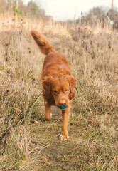 Ginger dog on a walk to the park. Nova Scotia Duck Tolling Retriever walking through grass fields with a ball toy