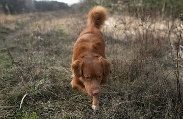 Ginger dog  on a walk to the park. Nova Scotia Duck Tolling Retriever walking through grass fields...