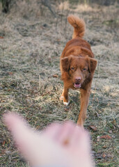 Ginger dog  on a walk to the park. Nova Scotia Duck Tolling Retriever running to get for a treat from owner's hand
