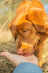 Ginger dog  on a walk to the park. Nova Scotia Duck Tolling Retriever licking owner's hand