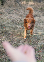Ginger dog  on a walk to the park. Nova Scotia Duck Tolling Retriever approaching to get for a treat from owner's hand