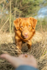 Ginger dog  on a walk to the park. Nova Scotia Duck Tolling Retriever walking through grass fields and bushes