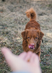 Ginger dog  on a walk to the park. Nova Scotia Duck Tolling Retriever running to get for a treat from owner's hand