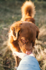 Ginger dog  on a walk to the park. Nova Scotia Duck Tolling Retriever eating a treat from owner's hand