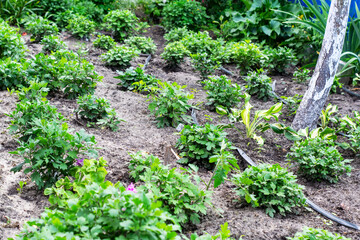 Fototapeta na wymiar vegetable garden in the garden