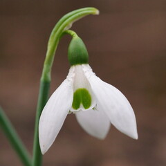 Background with harbinger of spring; snowdrop or common snowdrop; Galanthus nivalis