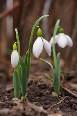 Background with harbingers of spring; snowdrop or common snowdrop; Galanthus nivalis
