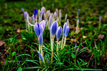 Purple spring crocus flowers
