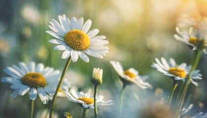 selective and soft focus on beautiful chamomile flowers in the meadow daisy flower in meadow