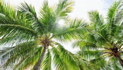 Fototapeta na wymiar green palm tree isolated on white