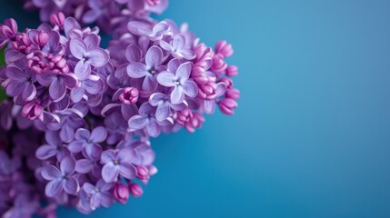Fototapeta premium a close up of a bunch of purple lilacs on a blue background with a soft focus to the center of the image and the center of the lilacs.