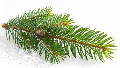 green christmas branch of a pine on white
