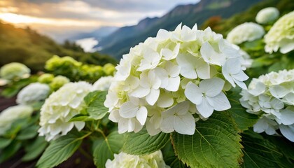 closeup of white hydrangea flower bush