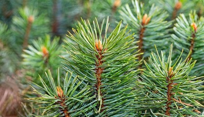 pine needles in a panoramic image