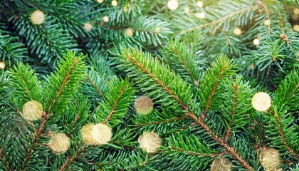 Fototapeta na wymiar green christmas tree branches background