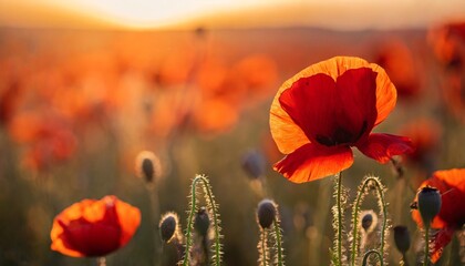beautiful nature background with red poppy flower poppy in the sunset in the field remembrance day veterans day lest we forget concept - obrazy, fototapety, plakaty