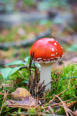 A colorful fly agaric climbing out of the moss