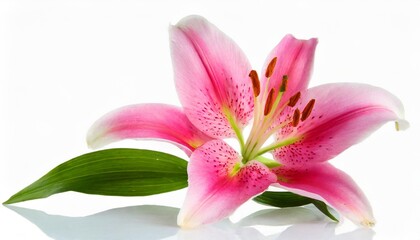 beautiful pink lily isolated on white