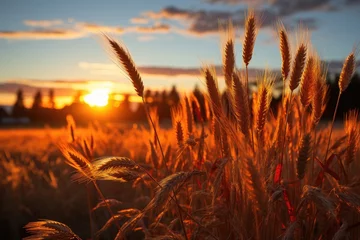 Crédence de cuisine en verre imprimé Rouge violet Golden sunset over mature wheat field., generative IA