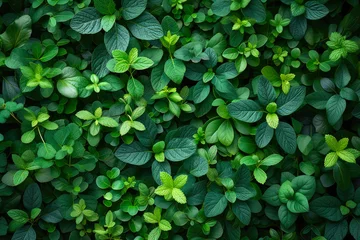 Fotobehang Lush Greenery: Hedge Delight © Andrii 