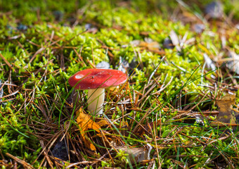 A cheesecake mushroom among forest moss on a sunny day.