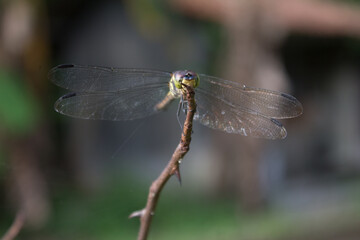 dragonfly on a branch