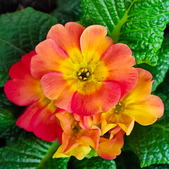 Close up of a colorful primrose perennial herb
