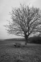 Fotografie zeigt einen einsamen Baum und eine Bank in einem offenen Feld. Die melancholische...