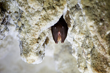 Lesser horseshoe bat hanging in a  cave (Rhinolophus hipposideros)