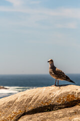 Gaviota en Islas Cíes, Galicia.