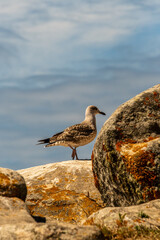 Gaviota en Islas Cíes, Galicia.