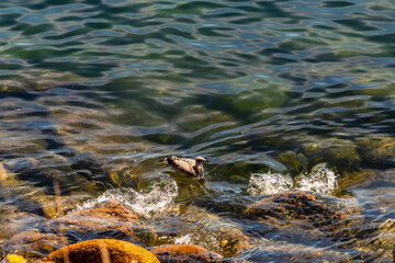 Gaviota en Islas C&iacute;es, Galicia.