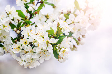A branch of cherry with white flowers on a tree in the garden on a sunny day