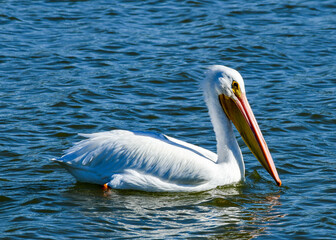 White Pelican at Fort Anahuac, Texas