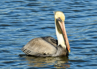 Pelicans at Fort Anahuac, Texas