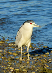 Black-crowned Night Heron at Fort Anahuac, Texas