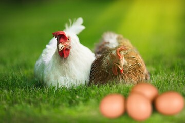 hen chicken with eggs at a bio farm.