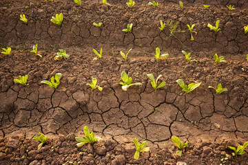 Fresh organic lettuce in a rural greenhouse. Rows of lettuce seedlings. Lettuce ready to pick for a fresh summer salad. Salad plants in greenhouse with automatic irrigation watering system.