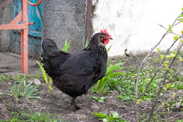 Black hen in the garden in spring
