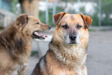 Two brown dogs ones watch over the household with a careful look