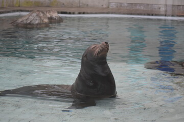 Sea Lion
