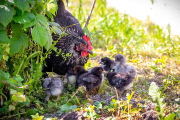 Black variegated hen with chicks in the garden in spring