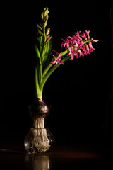Hyacinth in Clear Vase