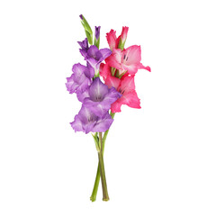 Pink purple gladiolus flower stems isolated on transparent background